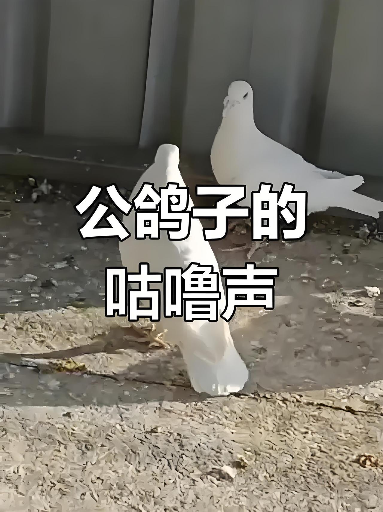 最近有个鸽子的短视频火得不行，播放量都飙到63万了！视频里那只鸽子飞累了停下歇脚