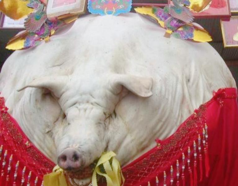 一头猪一辈子不杀，能长到多少斤？浙江有头猪用9年时间给出了答案，2000斤。