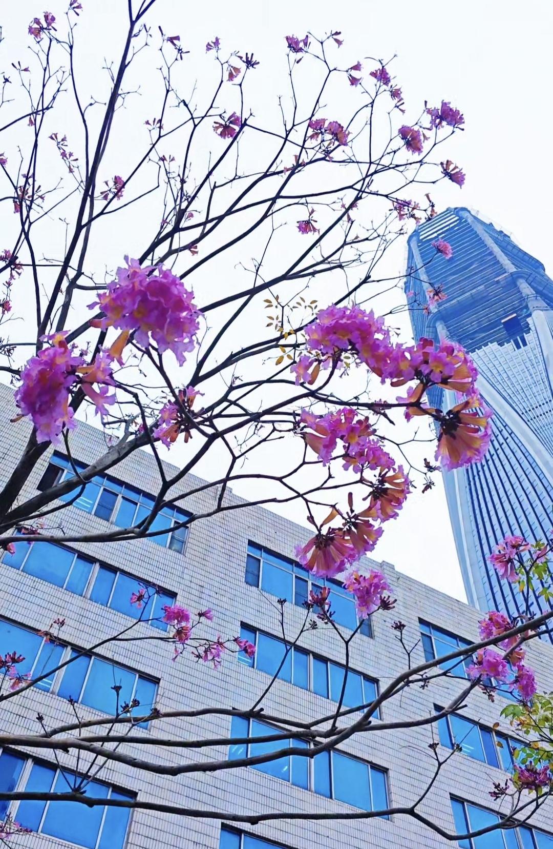 深圳市福田区在建的最高摩天楼，湾区智慧中心大厦，358米，高度在深圳摩天高楼中，