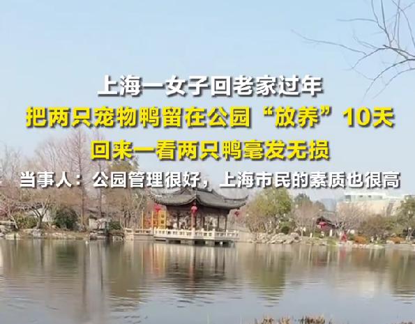 女子返乡过年把宠物鸭留公园放养10天后毫发无损太暖心上海一位女子的操作，刷爆