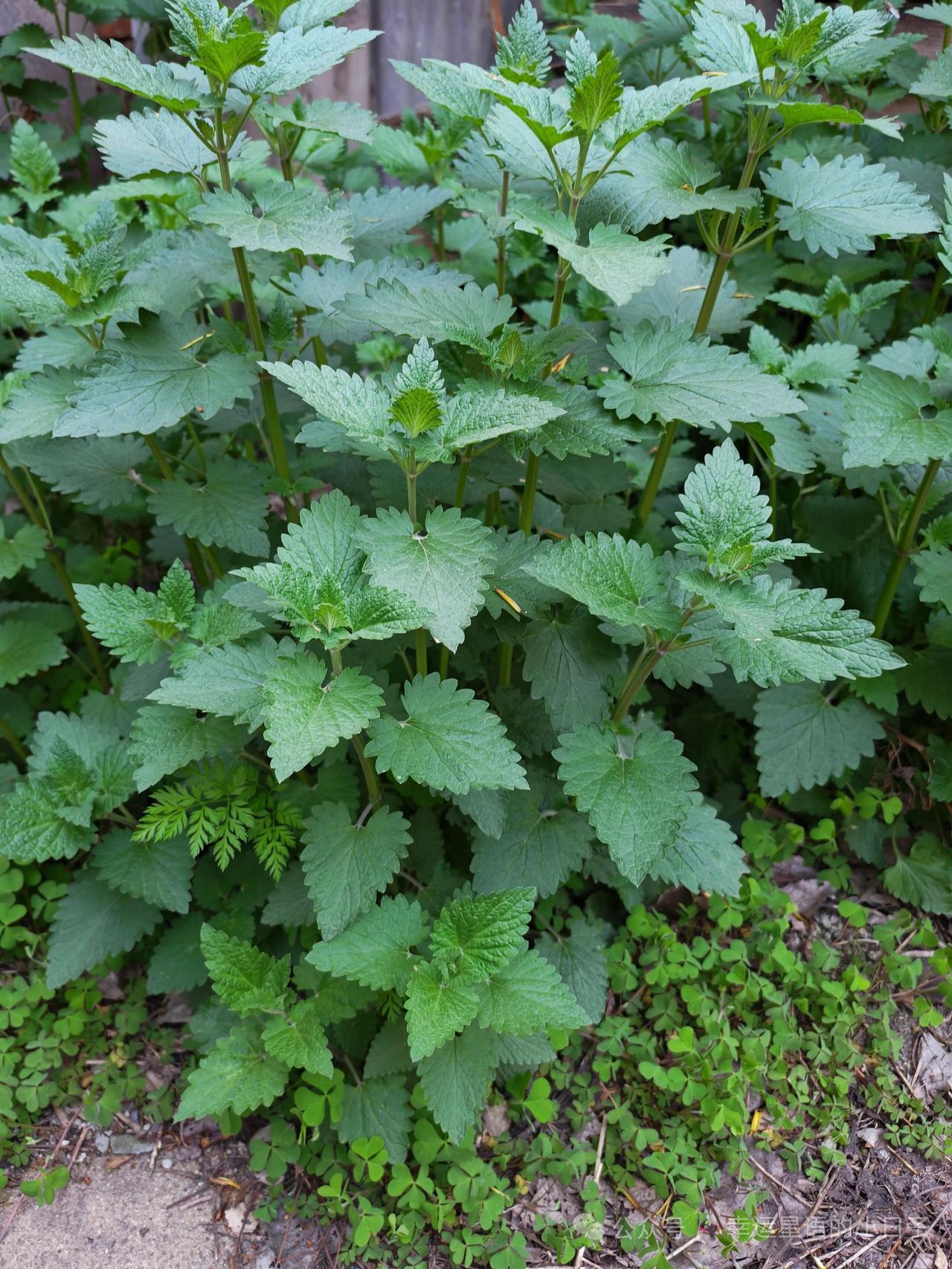 生机勃勃的绿色植物，自然之美尽收眼底！🌿🌱