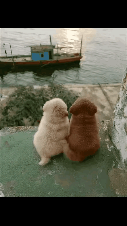 两个毛茸茸的小家伙，每天形影不离，相依相偎着一起看船来船往，看日出日落。它们一起