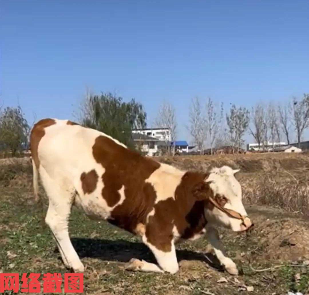 湖北襄阳有女子花钱救下一头母牛。原来女子在村口看见有人要屠宰一头母牛，女子不