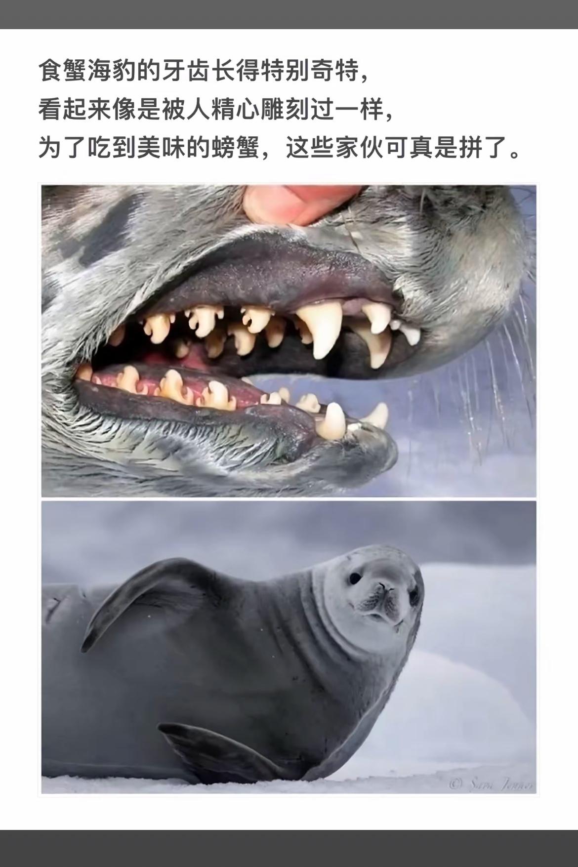 海豹的牙齿，像被精心雕刻过一样！
