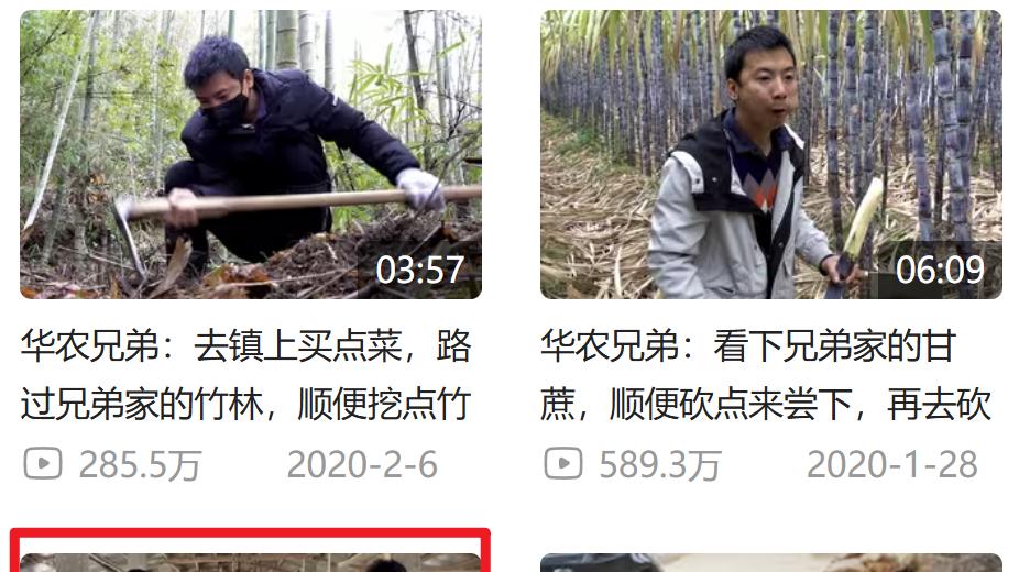 华农兄弟的竹鼠回归,为什么让百万网友泪目?