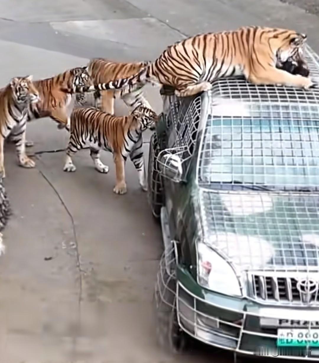 月薪5万闯虎窝!洛阳动物园这岗太疯了,两千人抢破头…我刷到洛阳栾川竹海野生