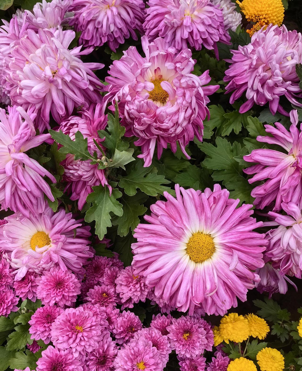 两年前婚姻解体那天，闺蜜们在微信群里炸开了锅。