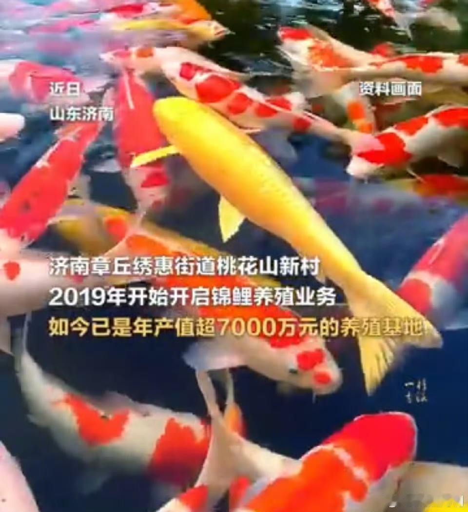 山东济南章丘区桃花山新村的一条锦鲤火出了圈！不是因为它被转发求好运，而是因为它真