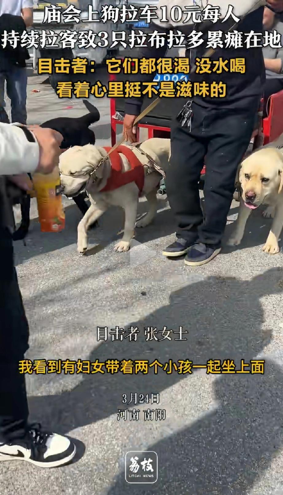 非坐不可？河南南阳，一个庙会上三只拉布拉多犬被用来拉车揽客，10块钱一位。没成想