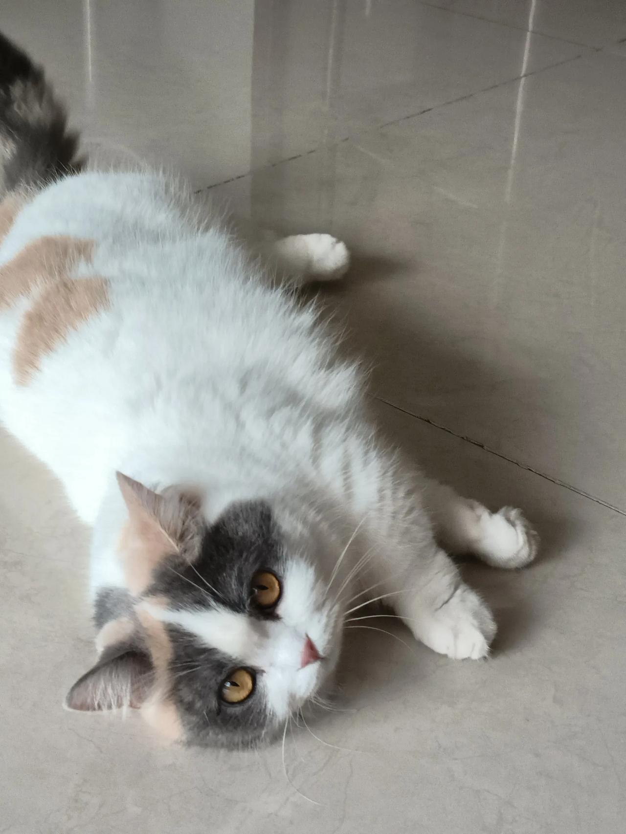 小猫进宝一直都只晓得她是只矮脚猫，那小短腿便是她的标志呢，原来她还是有品种的，