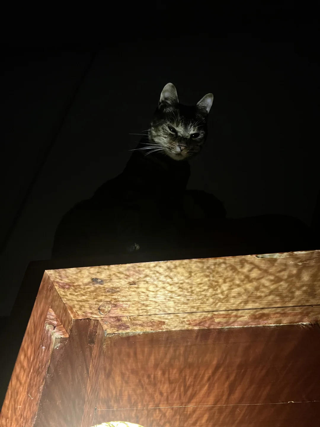 邪恶小猫咪