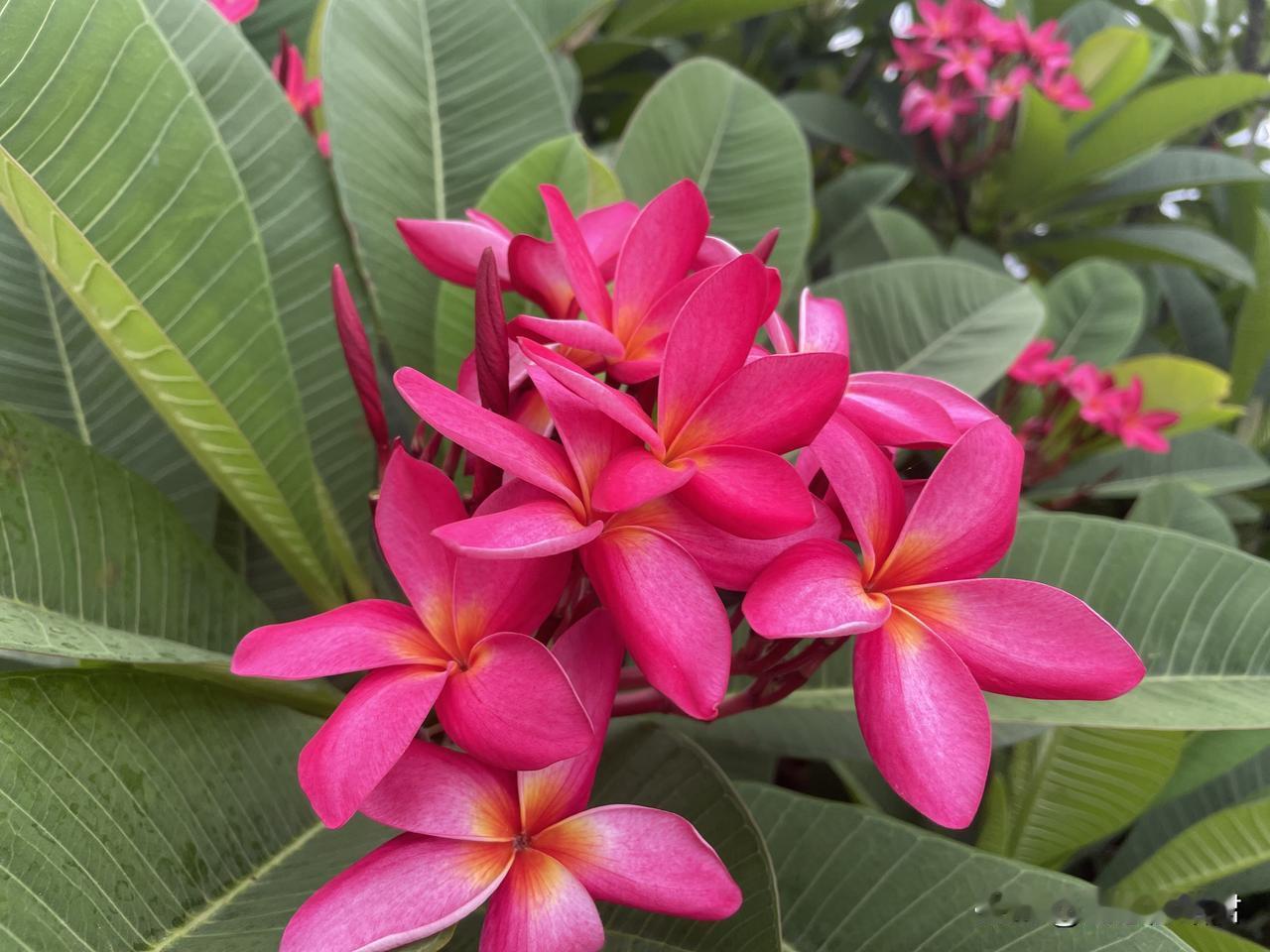 结婚不领证的女子，看似精明，实则愚蠢吃大亏。一女子，和男友结婚近两年，只办了婚礼