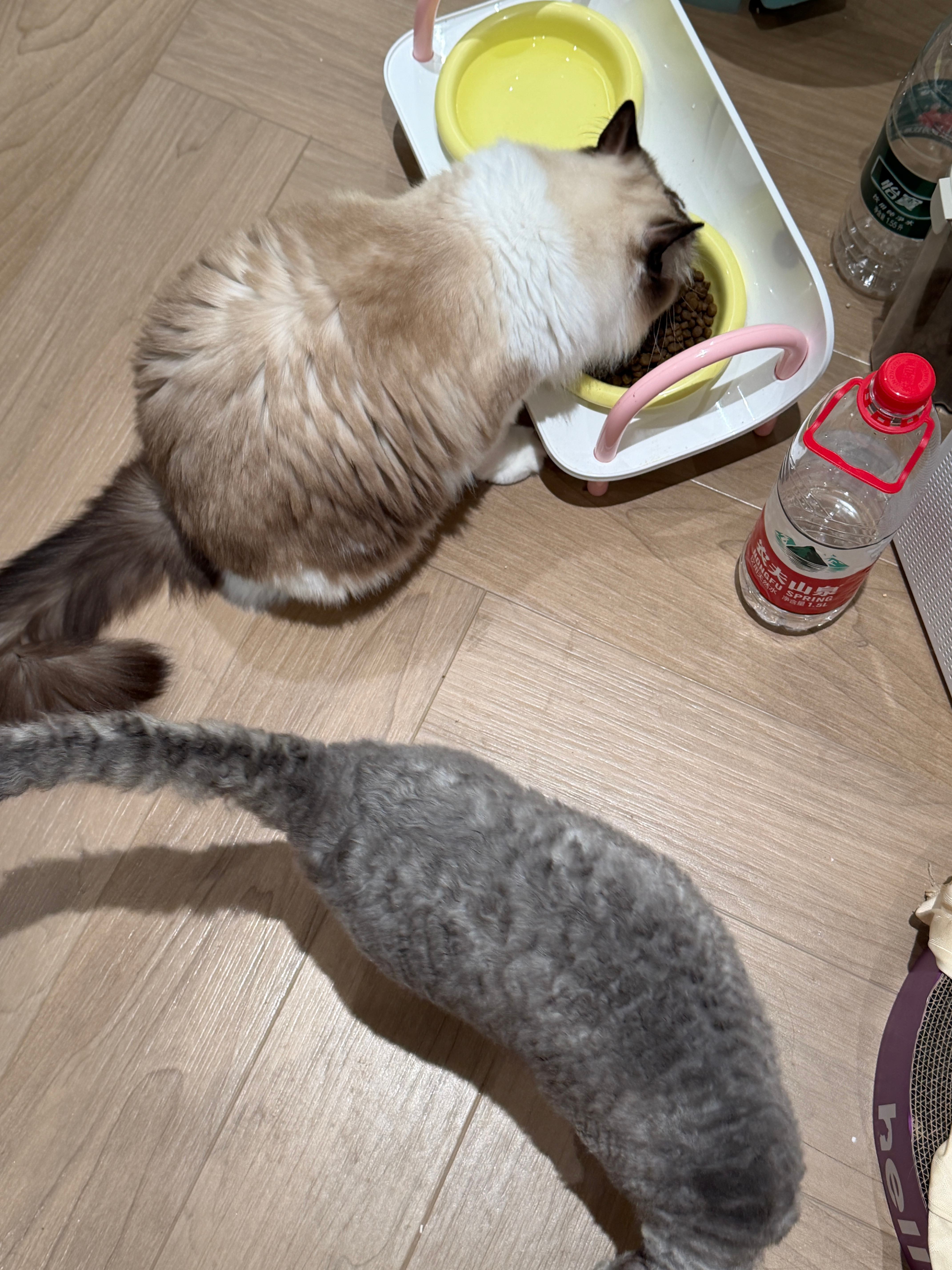 可怜的小猫[单身狗]猫毛过敏后只能一天回一次家给它们喂饭[哭哭]一回家咕噜就想蹭我