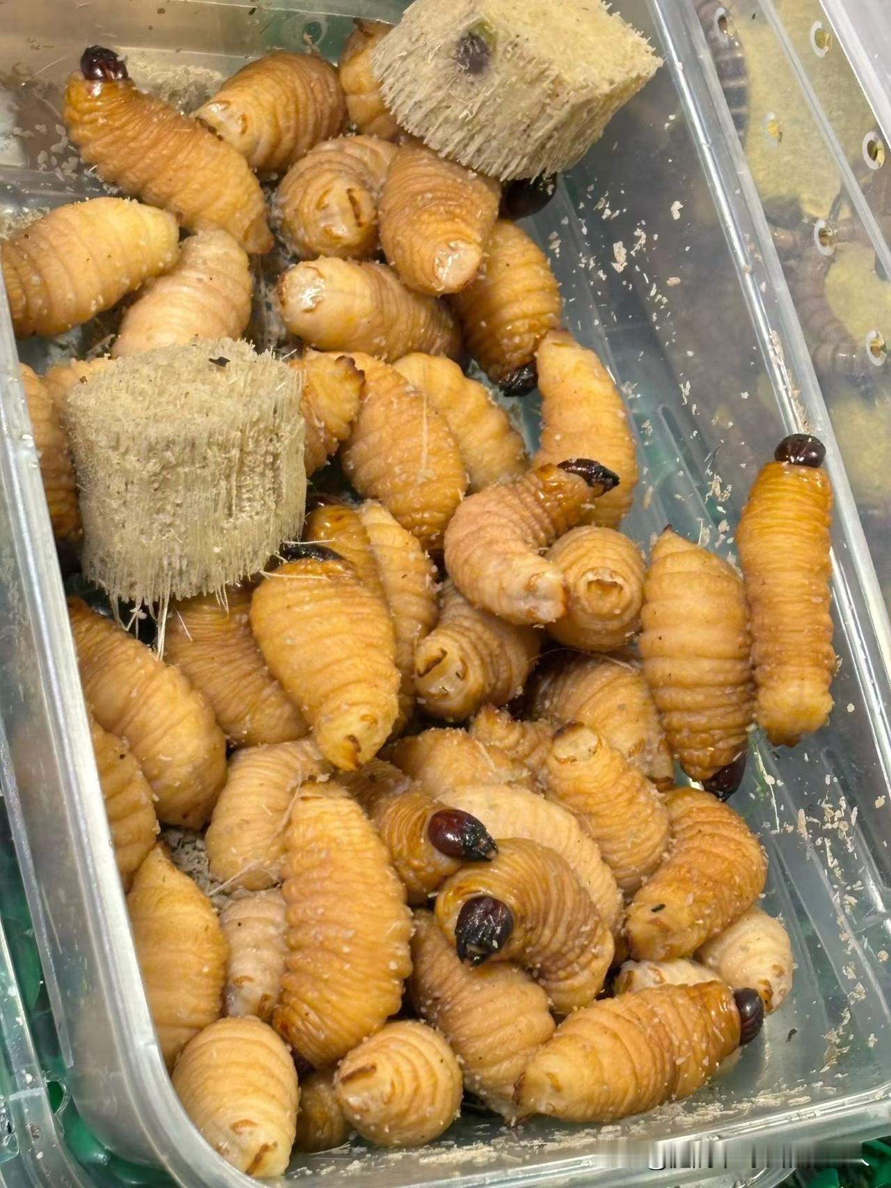 来到云南，特色美食怎么也得好好尝一尝吧！只是一上桌就被惊到了，这里的美食也太特别