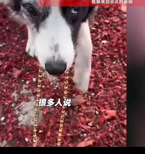男子丢了一条51.8克的金项链，寻觅好久也没有找到，于是放出三只狗狗出去寻找，