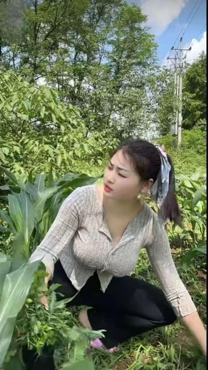 美女薅草盛夏炎天暑气蒸，玉米丛里苦耘耕。身遭芒刺浑身痒，忍得辛劳度夏晴