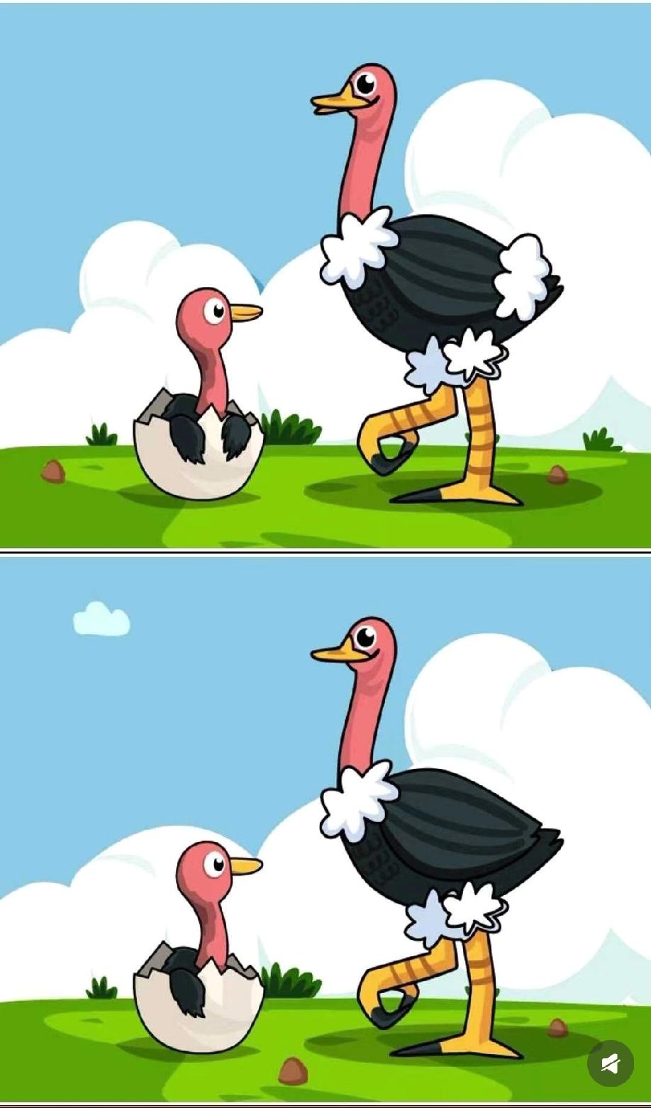 救命！这2张鸵鸟母子图，我跟同事吵了8分钟，到底有几处不一样？快帮我揪出来！