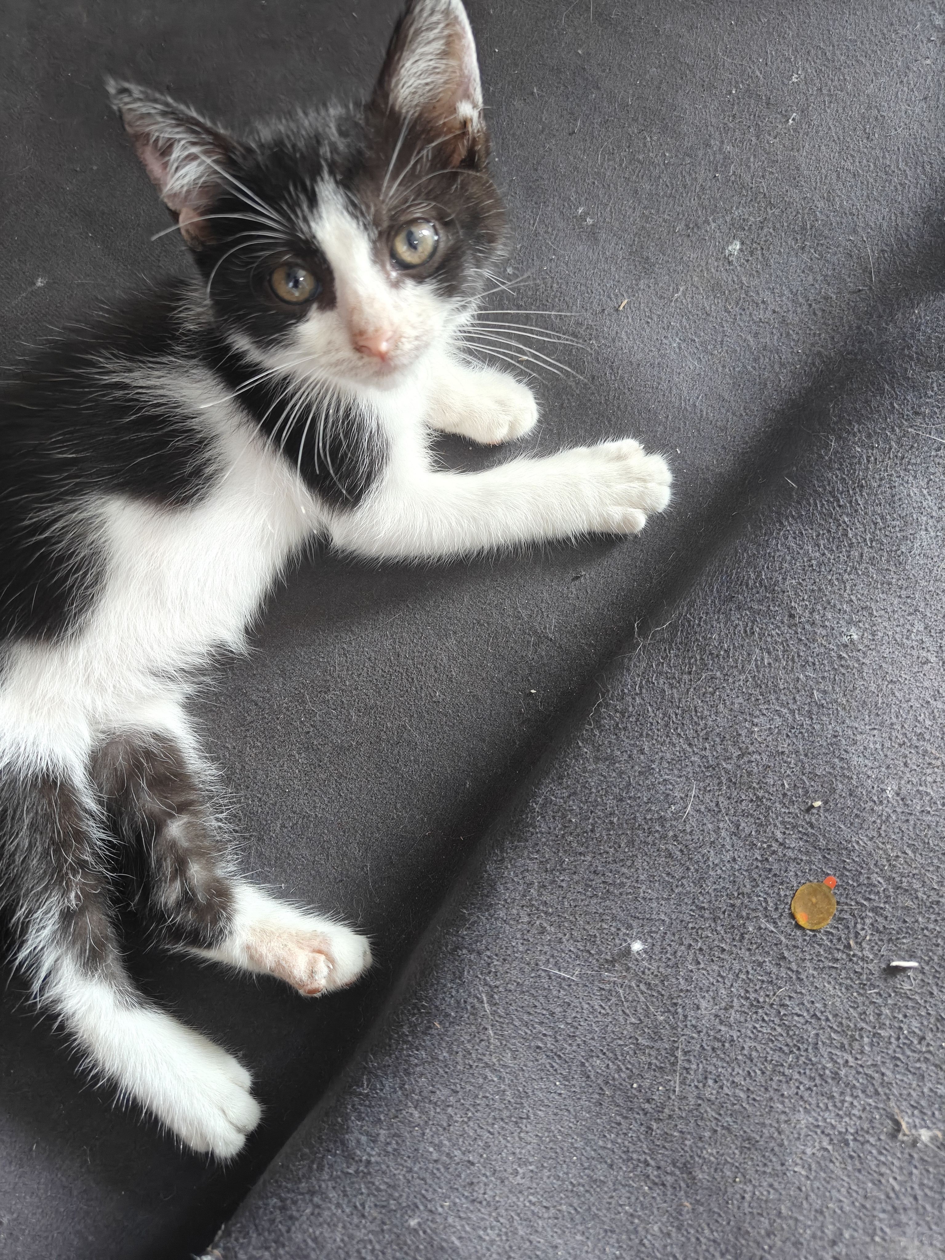 领居家的猫，天天来我家蹭吃蹭喝，欺负我家的咪咪，还要我铲💩