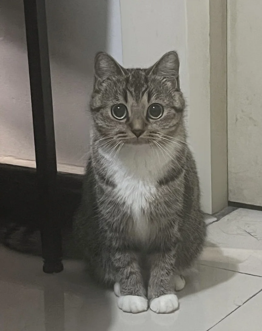 救命！这只端正小猫用眼神勾我