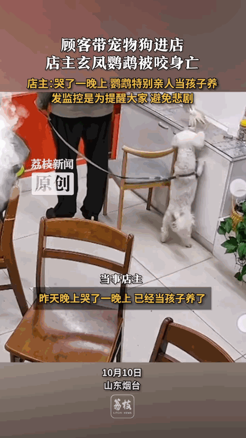悲剧还是发生了！山东烟台，一男子带着宠物狗去买彩票，狗狗看到店里的鹦鹉后非常兴奋