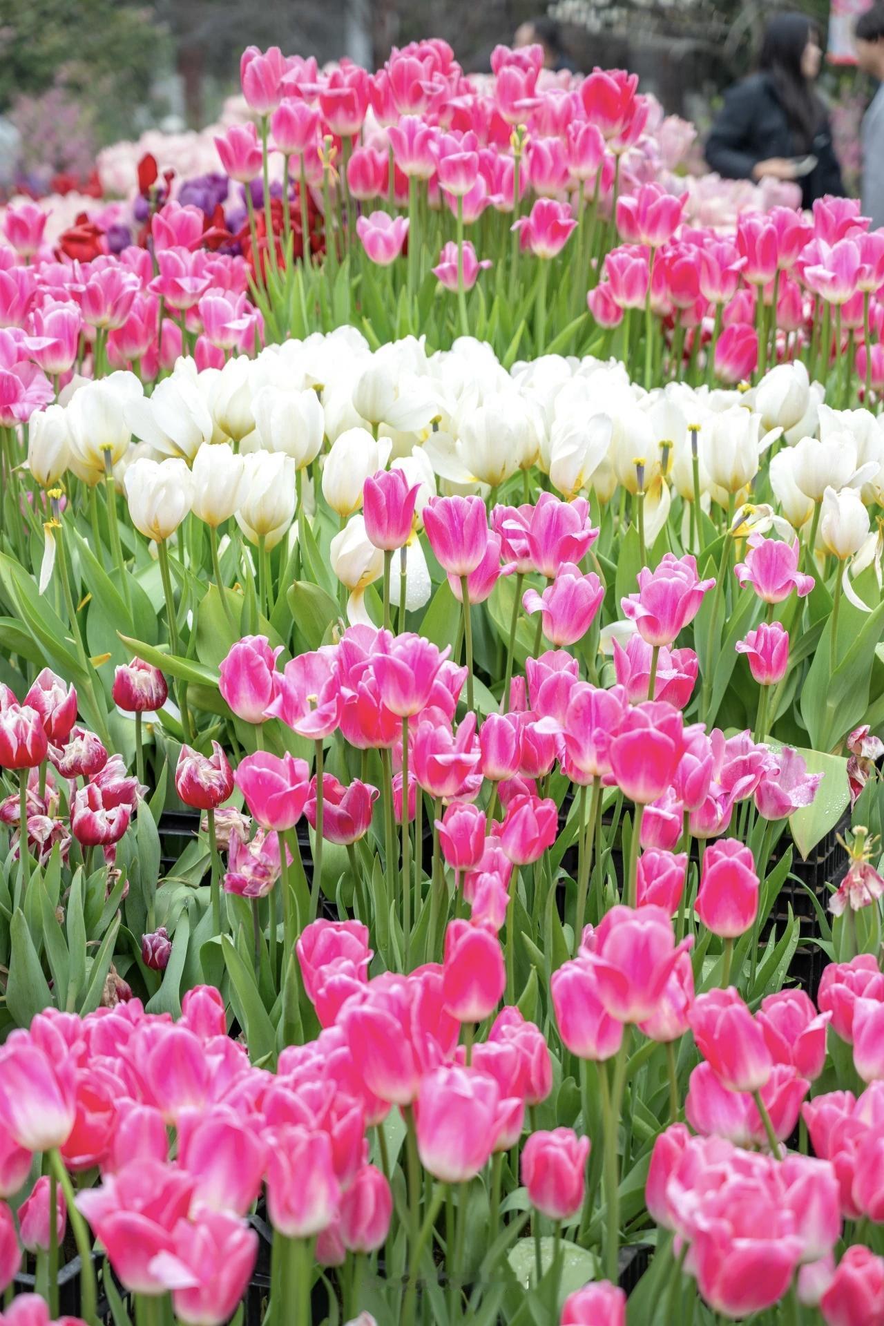 【举头三尺有神明，是恶是善天看清；别怕善良受委屈，别怕善良被人欺】