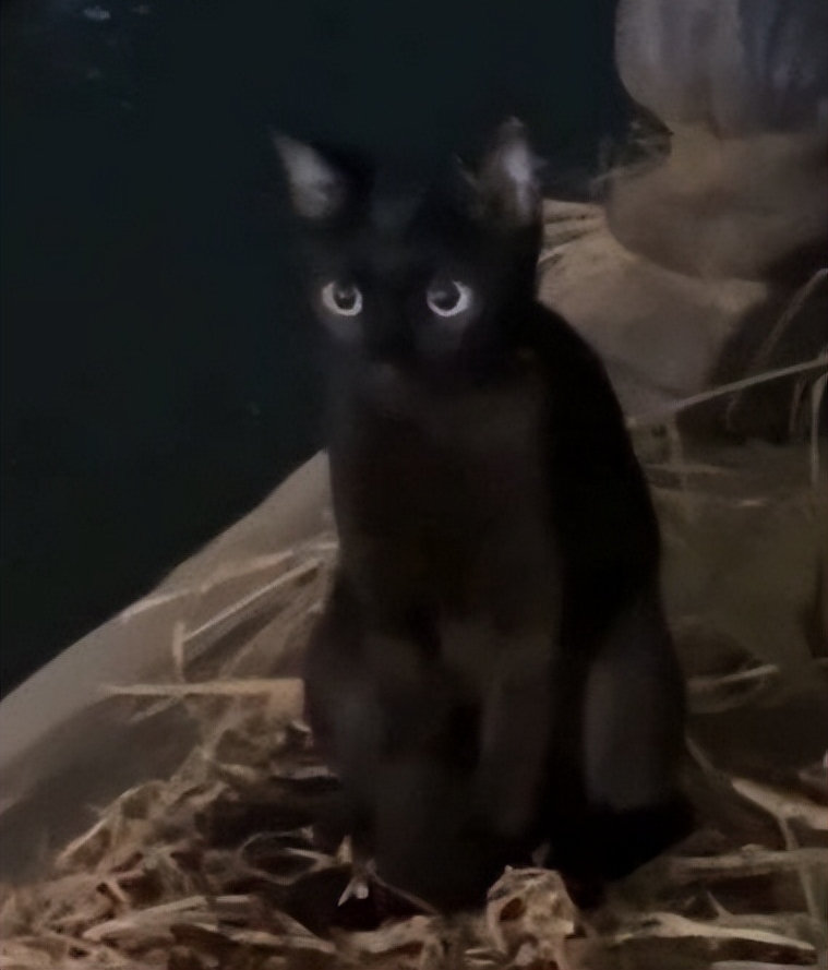 【男子夜钓流浪猫妈妈蹲一旁等投喂网友：这不给鱼吃都不好意思】8月31日，湖北武汉