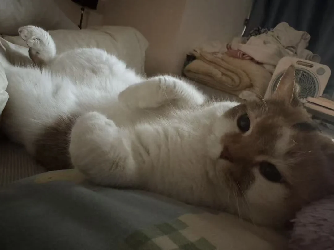 算了，跟你们说也不懂