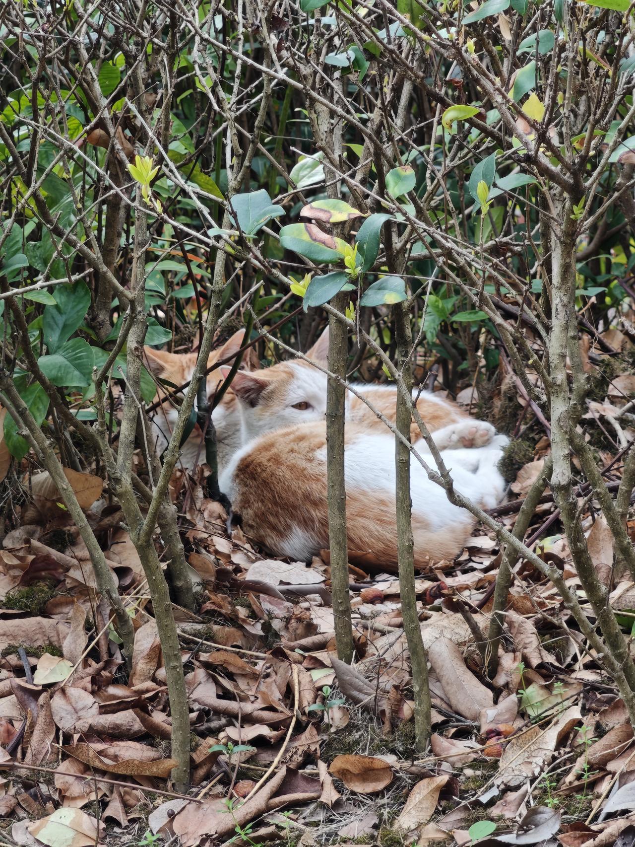 母猫带到三个月，就又去“谈恋爱”了，扔下三个月大的小猫就不管了。看着小小年龄就