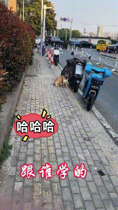 还抱上了，跟谁学的？丑的要死还抱着不放，大黄找对象的眼光很一般，喜欢满脸褶