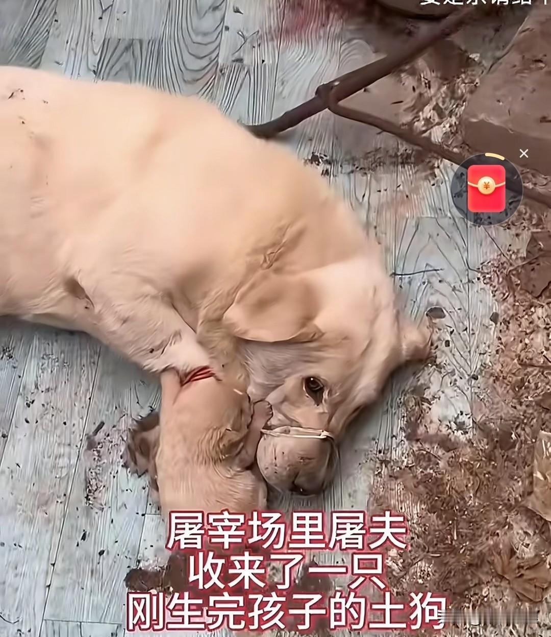 屠宰场收来一只刚分娩不久的母狗，小狗在妈妈怀里嘤嘤啼哭，妈妈心如刀割，却因被捆绑