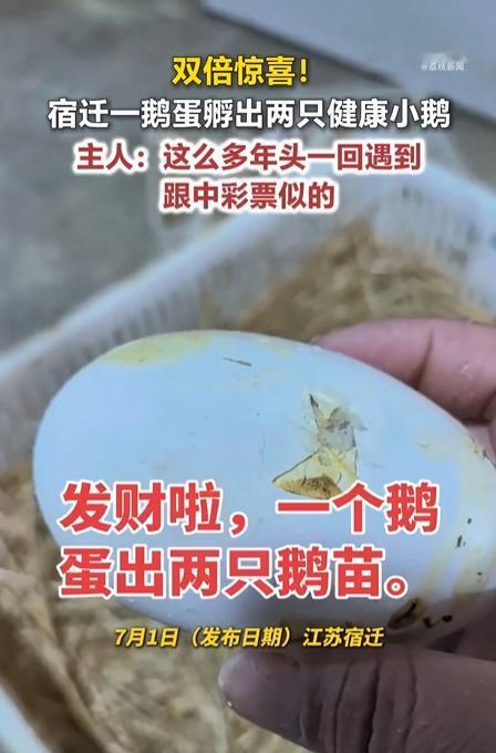 太罕见了！江苏宿迁，一女子在自家鹅蛋堆里有一枚蛋壳出现两处啄壳孔洞，拆开蛋壳之后