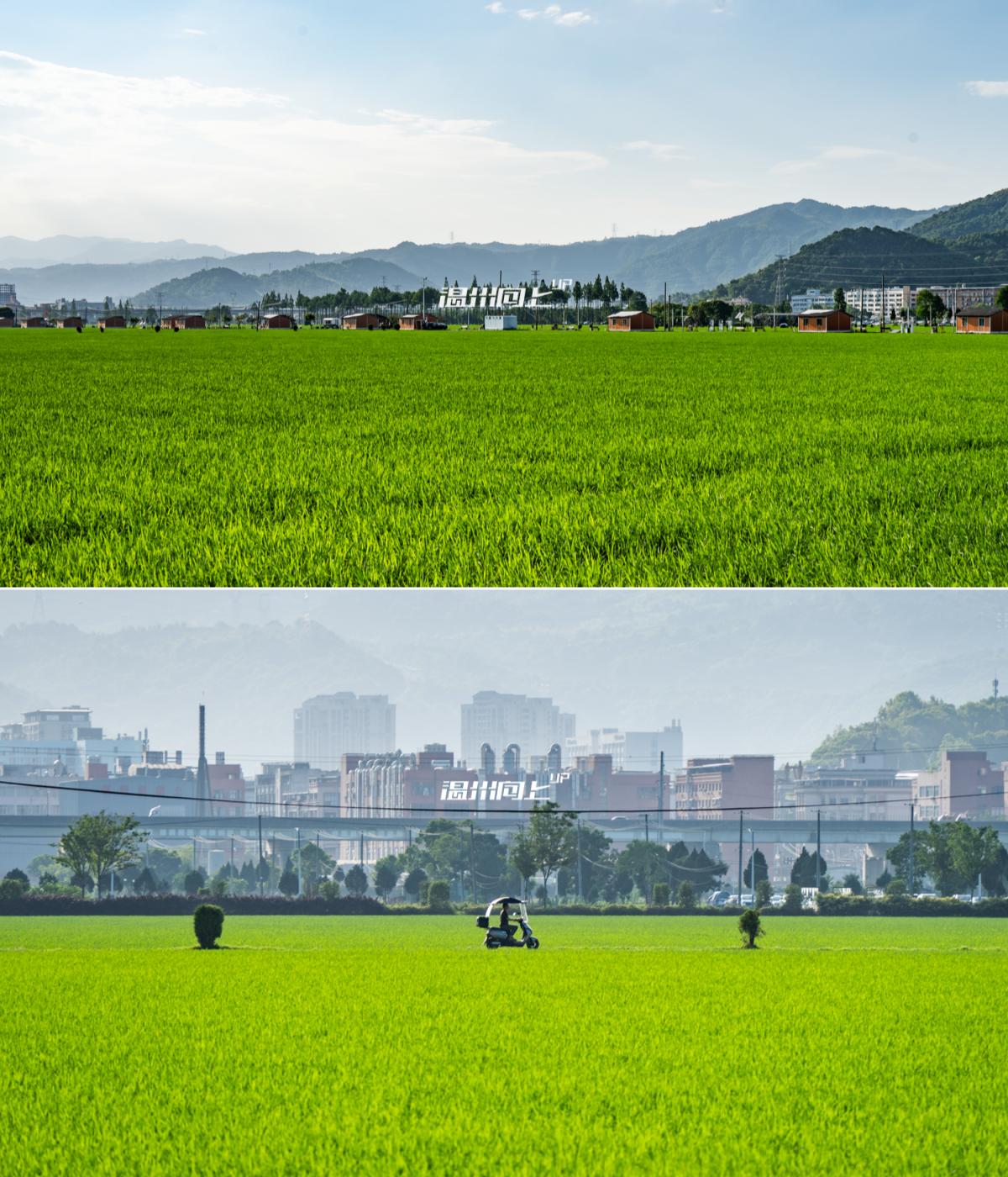 在园博园，看到了温州旅游城市的模样挑了游客较少的时间段，逛了两次园博园。整体体
