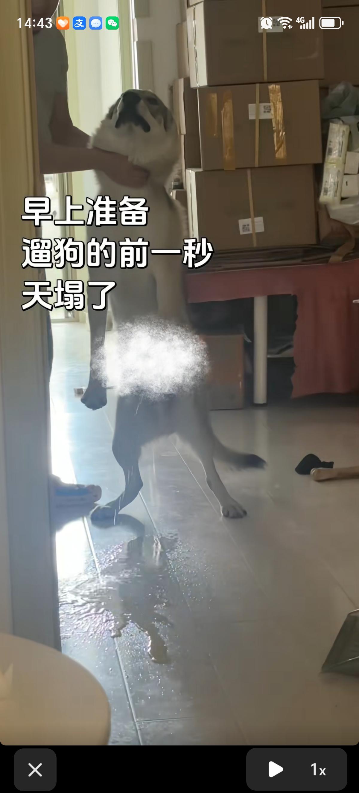 一个大哥分享了自己早上刚准备带狗狗出门遛弯，结果下一秒狗狗就给他开了个大惊喜，直