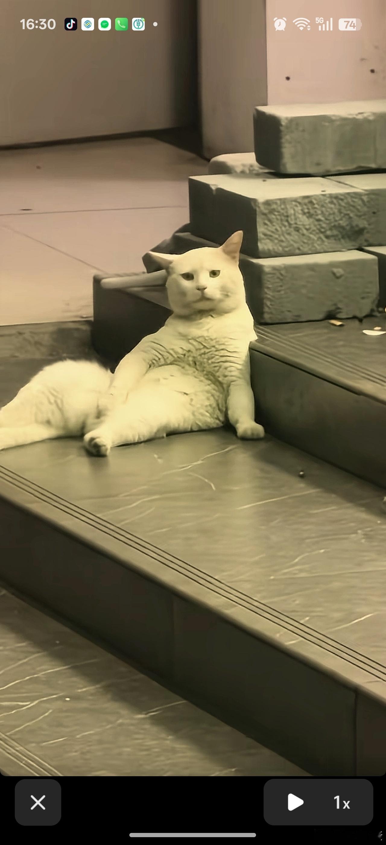 跌得像这猫一样。。。就差面前放个碗了。。