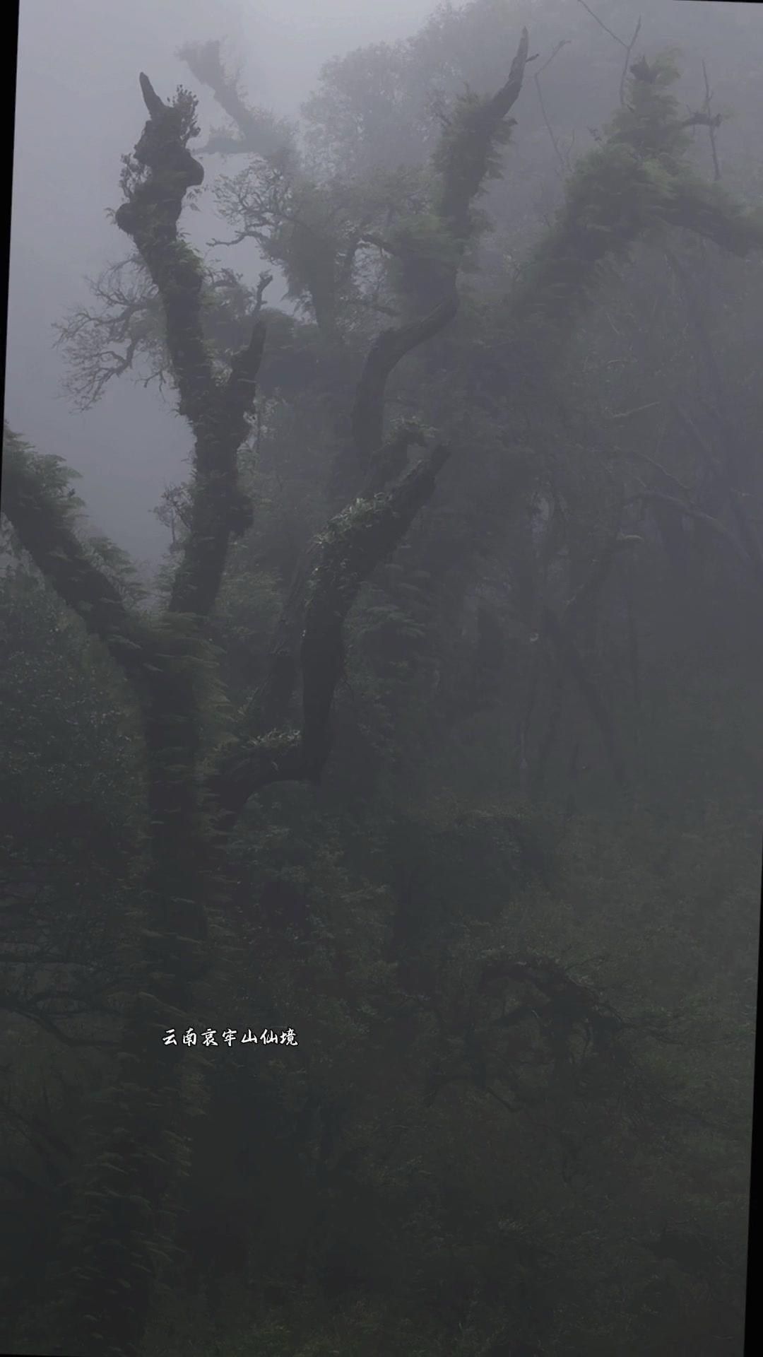 🌿云南哀牢山真的像闯进了油画里，云雾漫过山谷，阳光透过树叶洒下来，整个人都被治