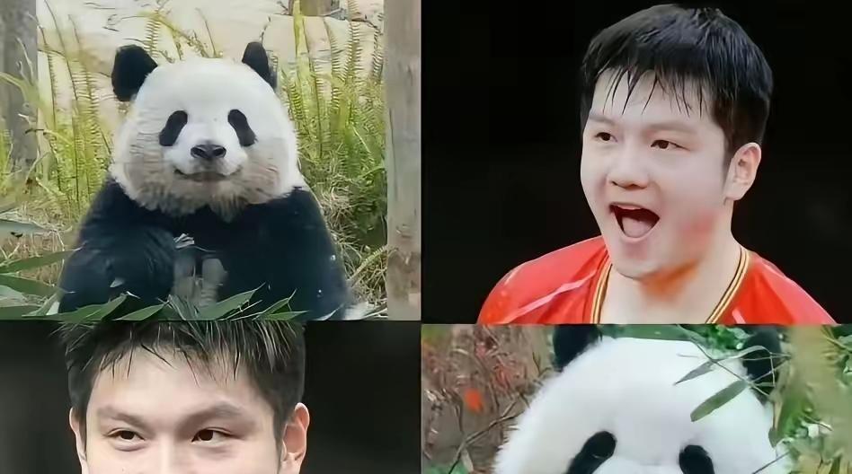 输给樊振东，现在成了欧洲选手的荣誉勋章。波尔甩出一句话：检验水平，只看你在他手