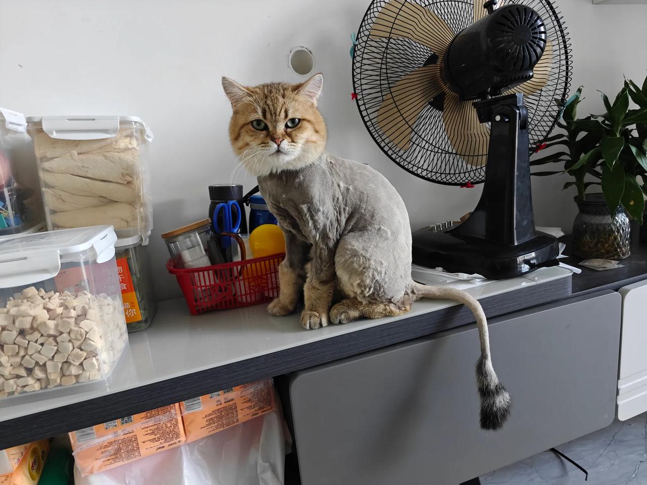 天气太热了，给我家的肥猫剃了毛。看这眼神，多少还是带点埋怨的，肯定是怨我给他剃