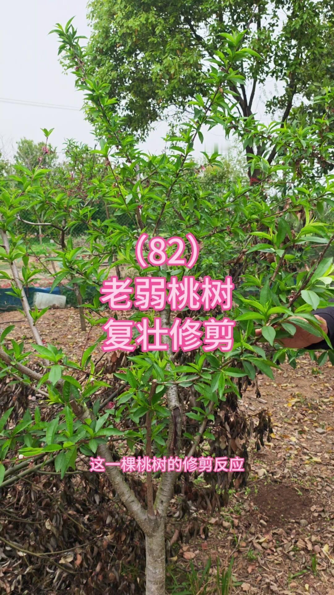 🤔老弱桃树怎么修剪？分享超实用复壮小技巧！1️⃣保养分：弱树上部强旺、下部弱