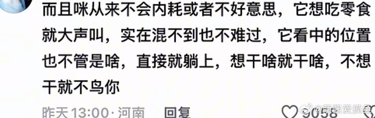 突然发现小猫咪是一种配得感很高的生物