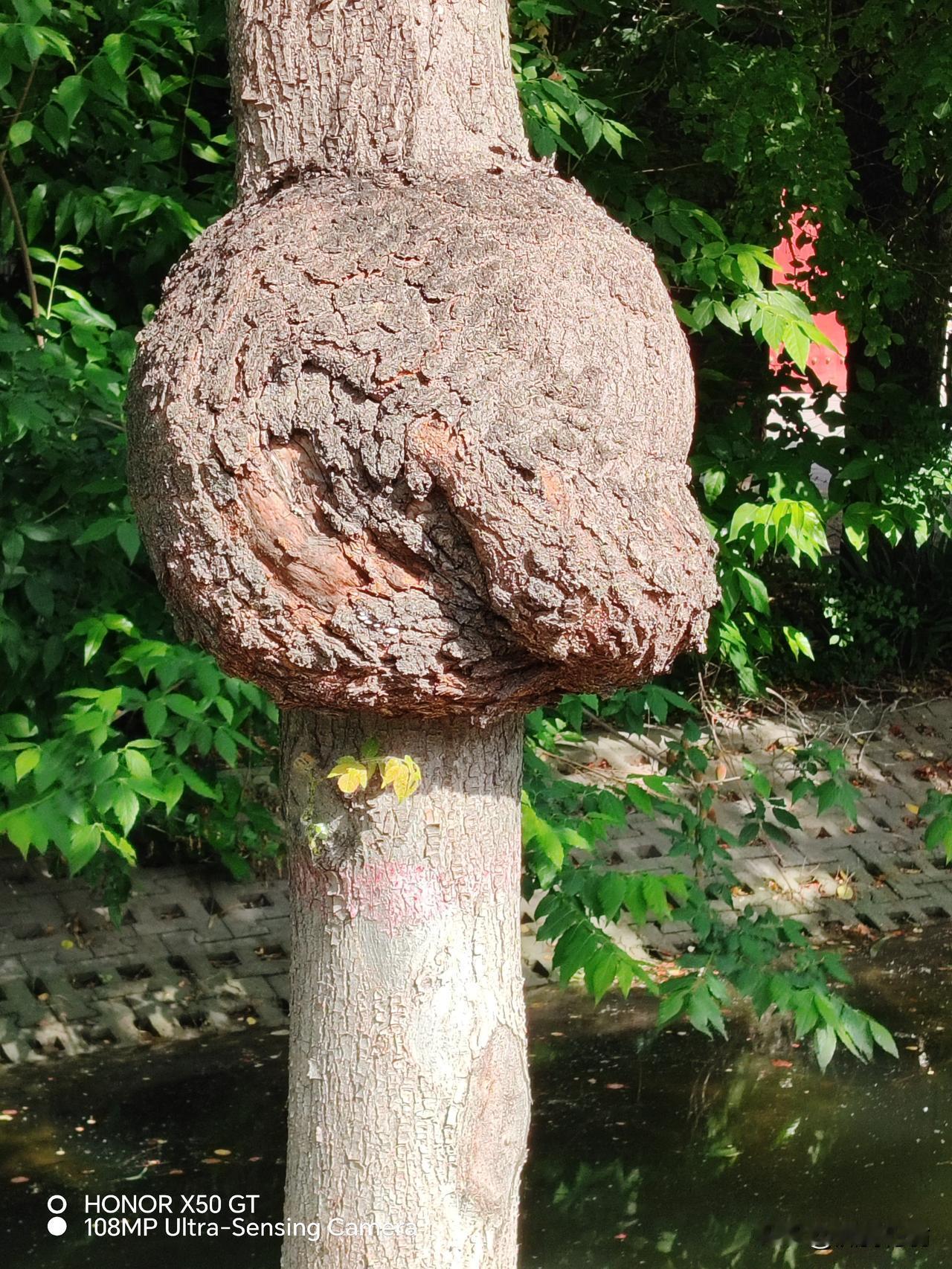 上天赐给人类最好的食物是什么?胚胎在宫房内所吸收的营养液！