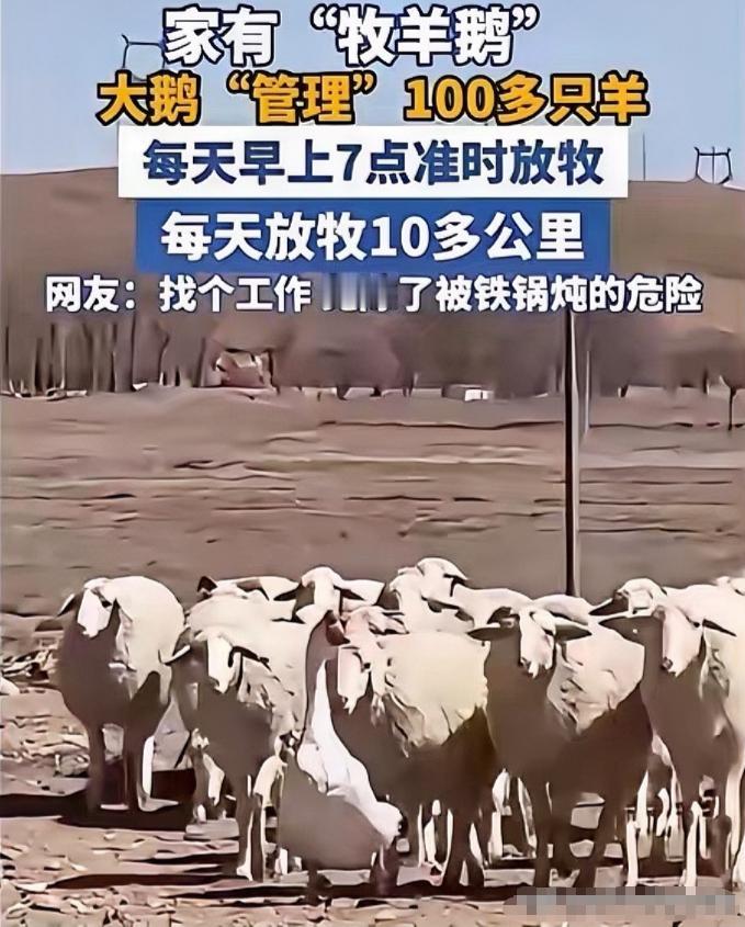 内蒙古大鹅“流放”羊圈，竟逆袭成管家！每天领百只羊往返10公里，网友：这鹅活明白