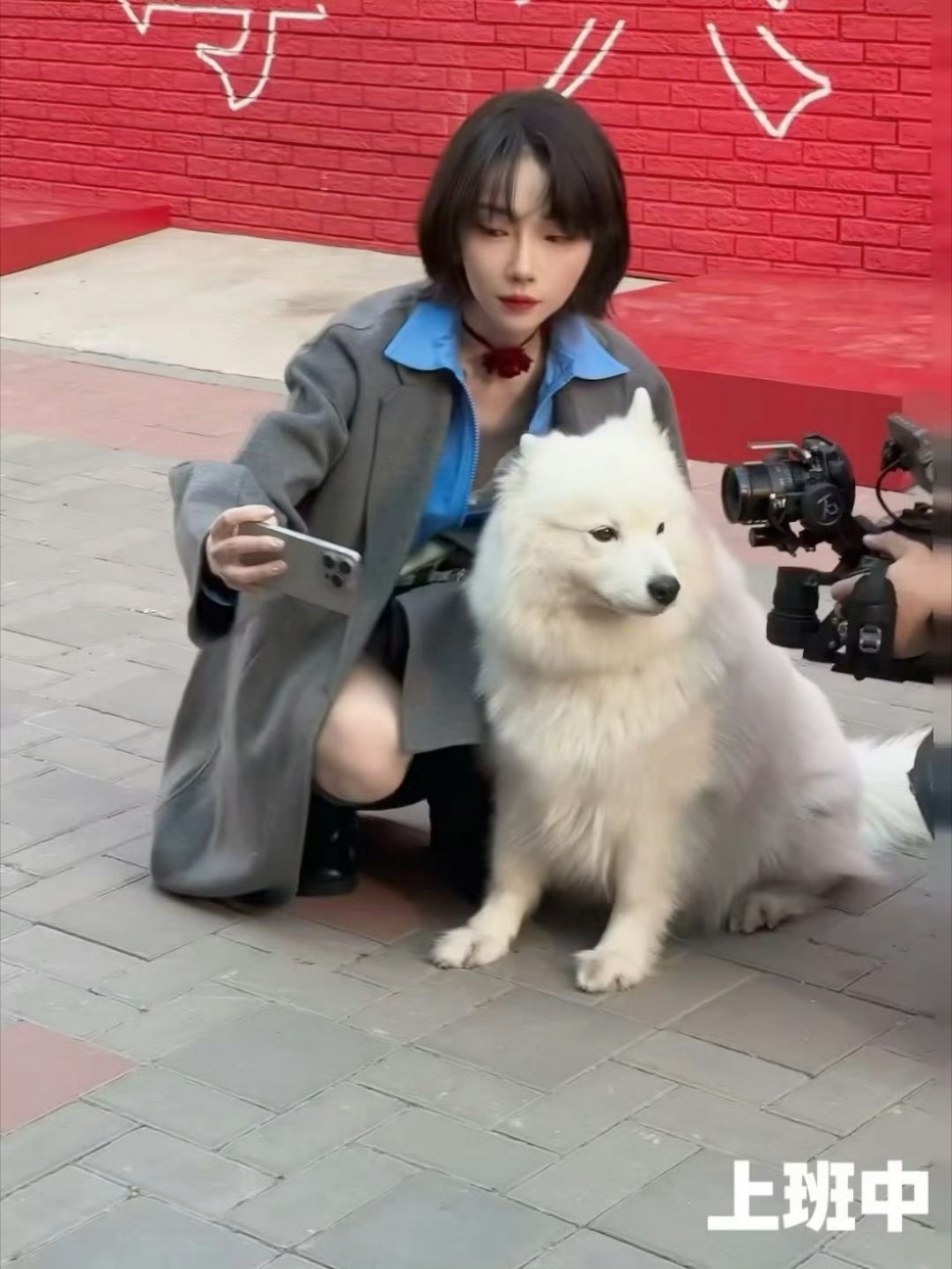 刘恋的萨摩耶变萨摩唉，哈哈哈孩子面相都变了[笑着哭][笑着哭]​​​