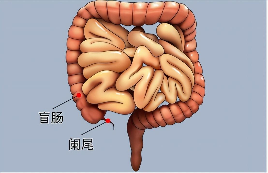 人体有6个器官可以“拿掉”，不会影响正常生活，是不是真的？身体里有几个零件，