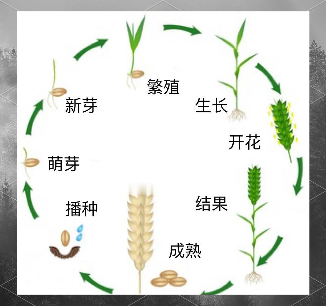 小麦一生分12个时期播种后，首先是出苗期，通常5-7天麦苗破土