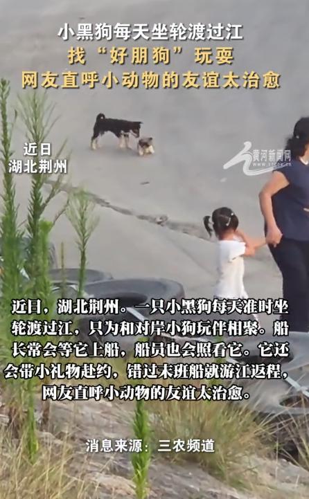 天下之大无奇不有！7月9日黄河新闻网报道，湖北荆州，一只小黑狗，为了能每天和长江