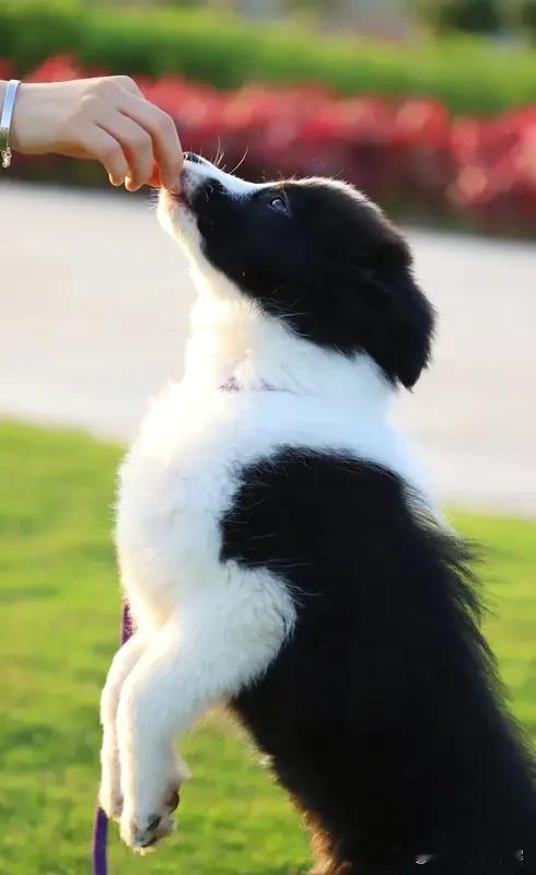 没什么可评价的，做自己喜欢的事挺好。你瞧她退出演艺圈后投身狗狗培养还参加比赛