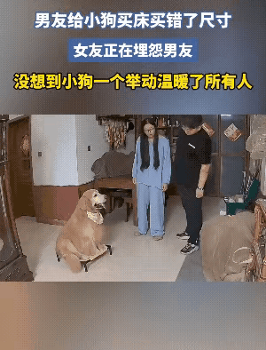 暖心的大金毛，家里有了它，幸福又快乐。女友让男朋友给大金毛买个床，男朋友没掌握