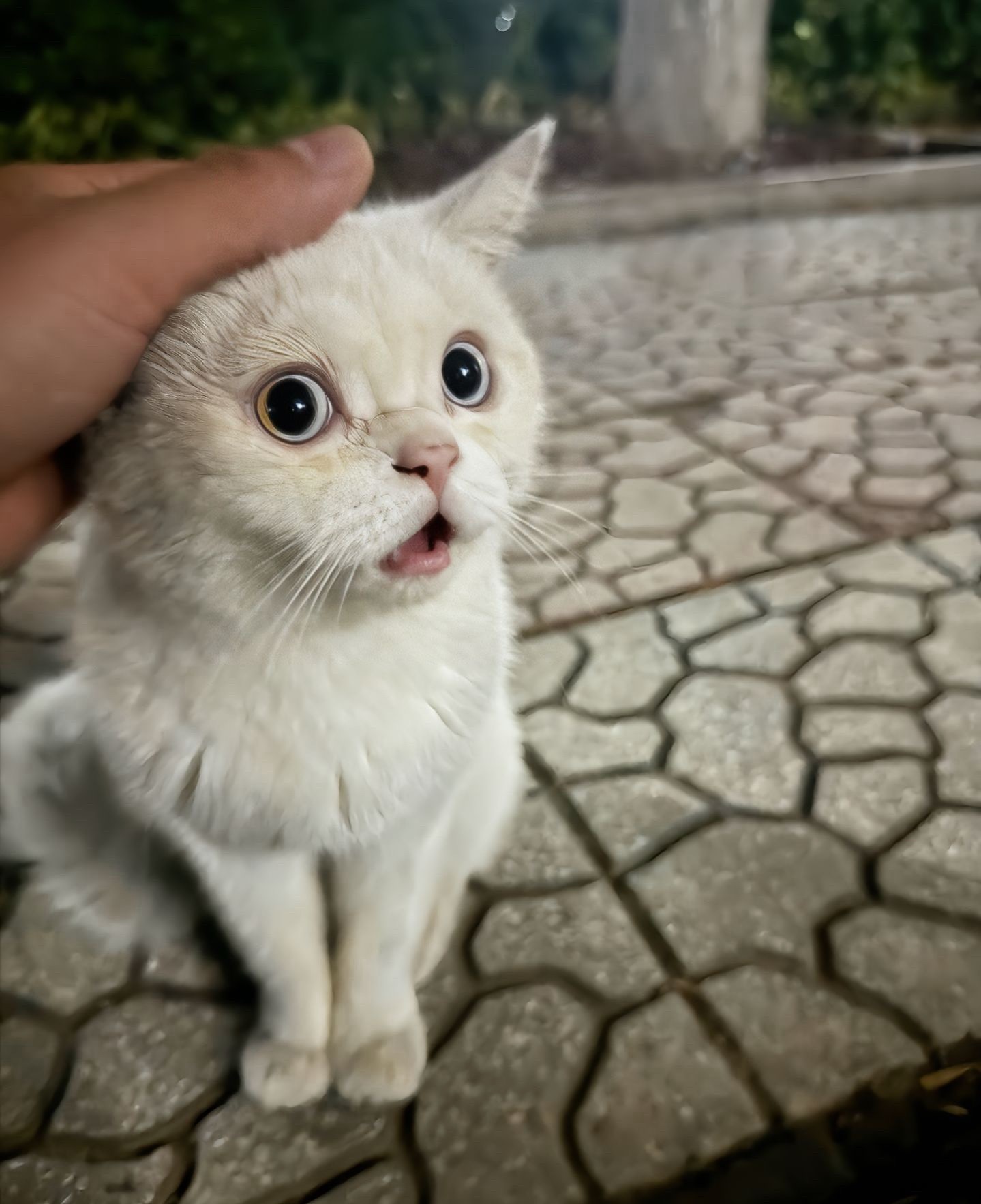 猫咪和你有了心灵感应