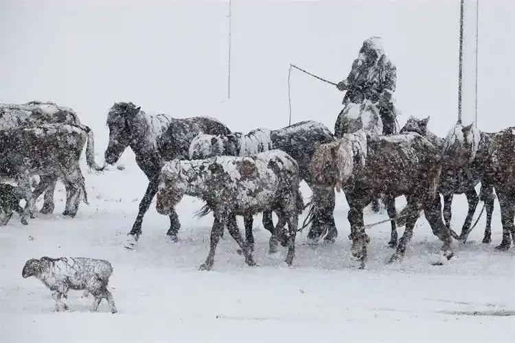 工业文明之前的草原，生存条件极为严苛！游牧民族要面临干旱、瘟疫、雪灾、异族入侵等