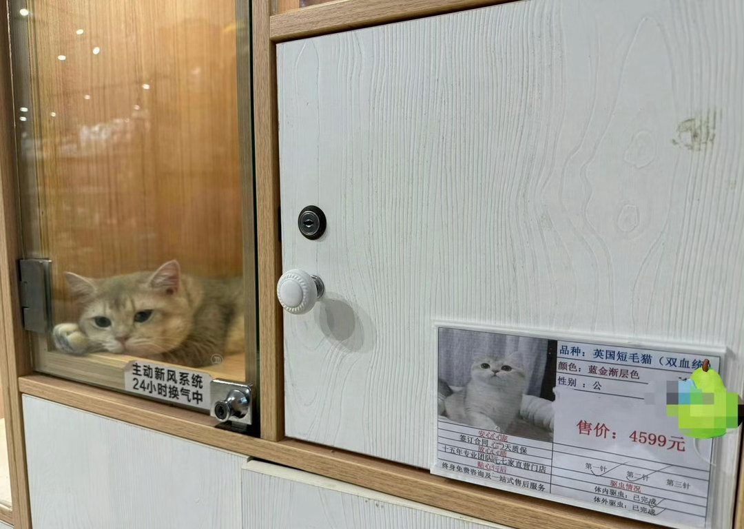 快2岁了还没卖出去，感觉猫快抑郁了